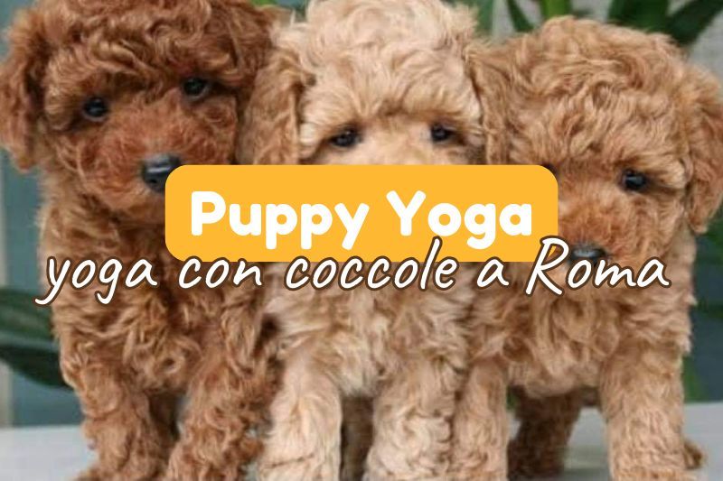 puppy yoga a roma